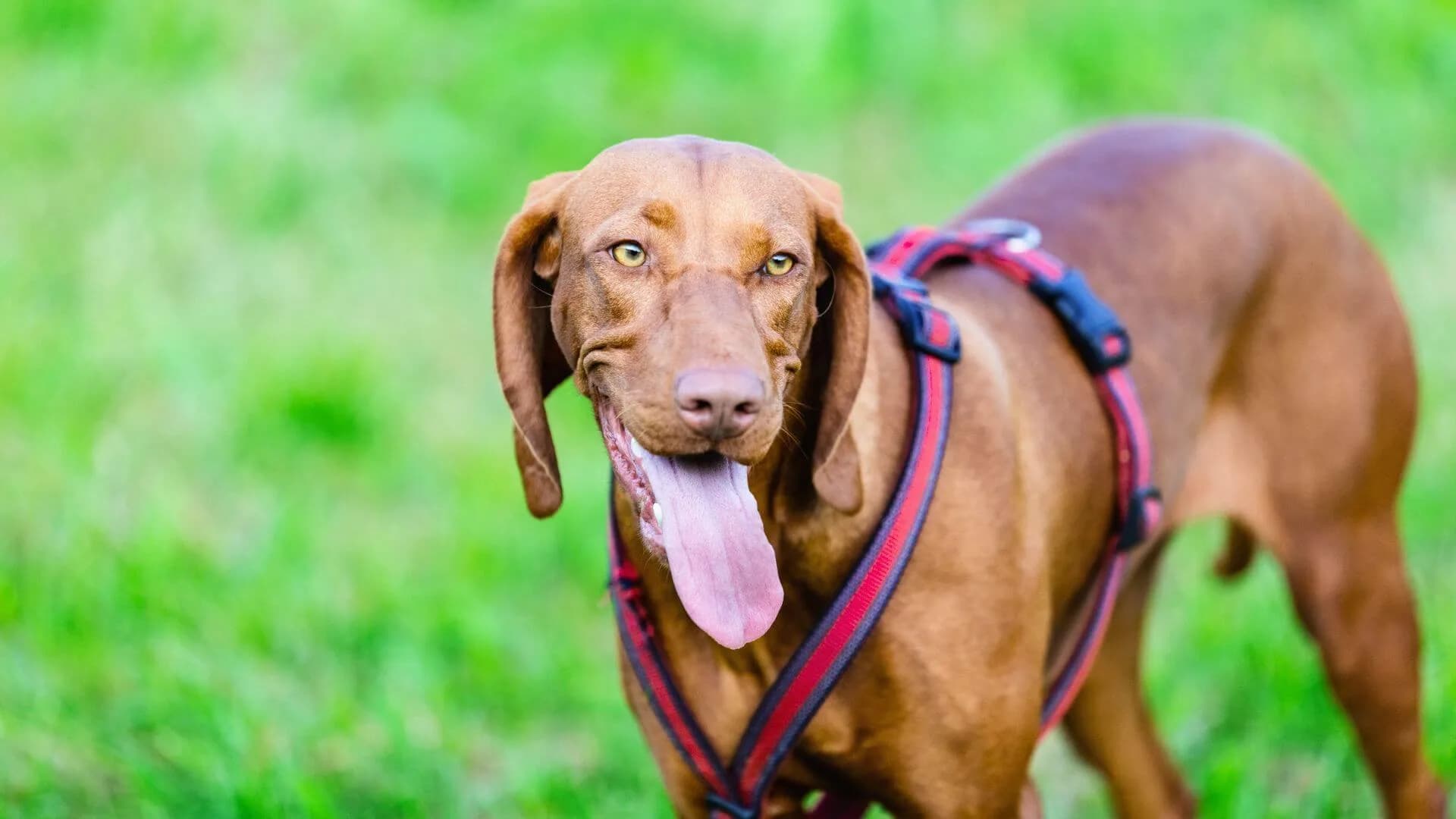 Bloodhound-Breeding