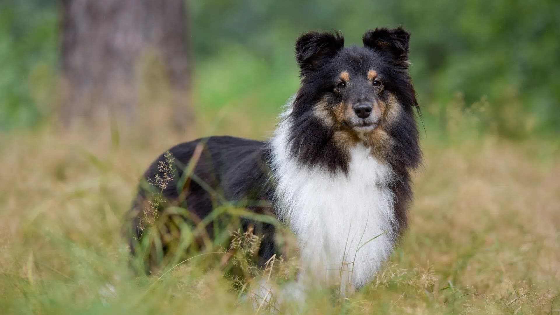 shetland-sheepdog-breeding