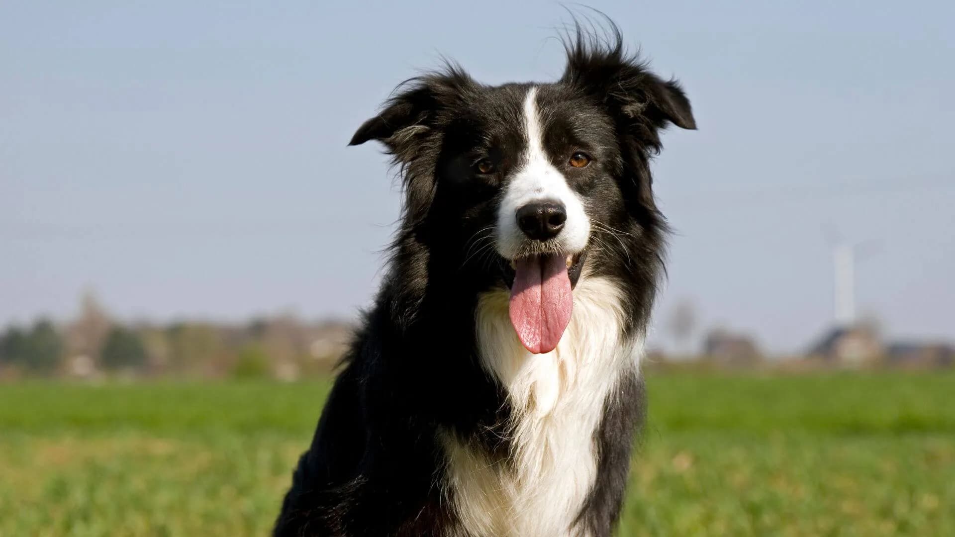 Border-Collie-Breeding