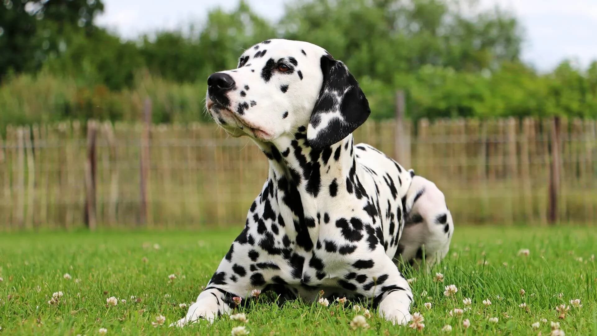 Dalmatian-Breeding