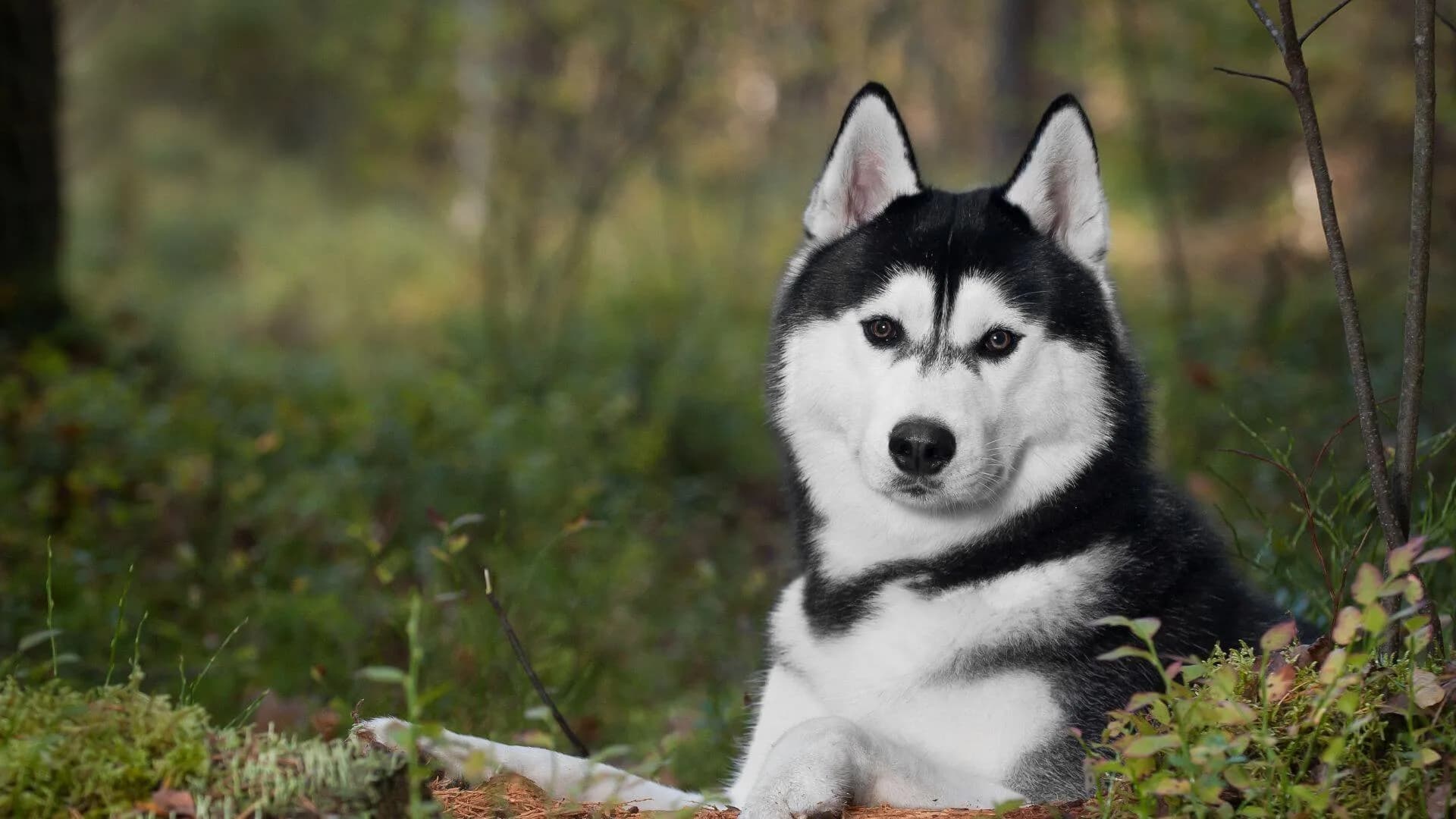 Siberian-Husky-Breeding