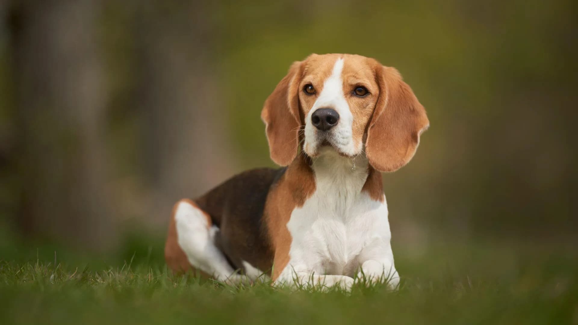 Beagle-breeding