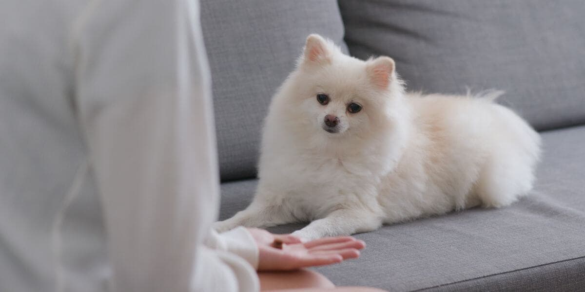 pomeranian-breeding-3