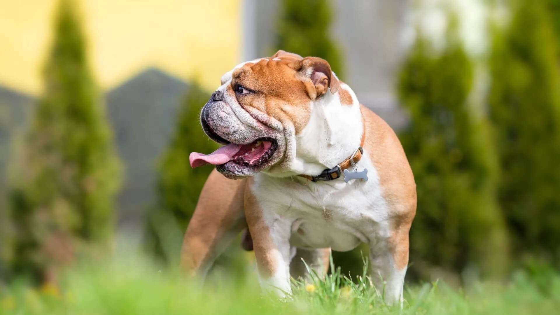Bulldog-Breeding