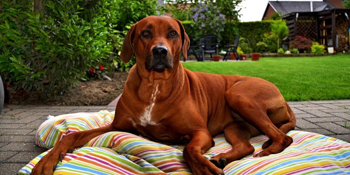 rhodesian-ridgeback-breeding-3