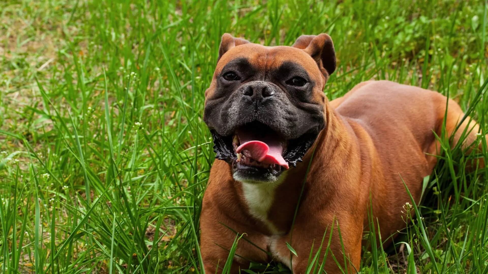 Boxers-Breeding