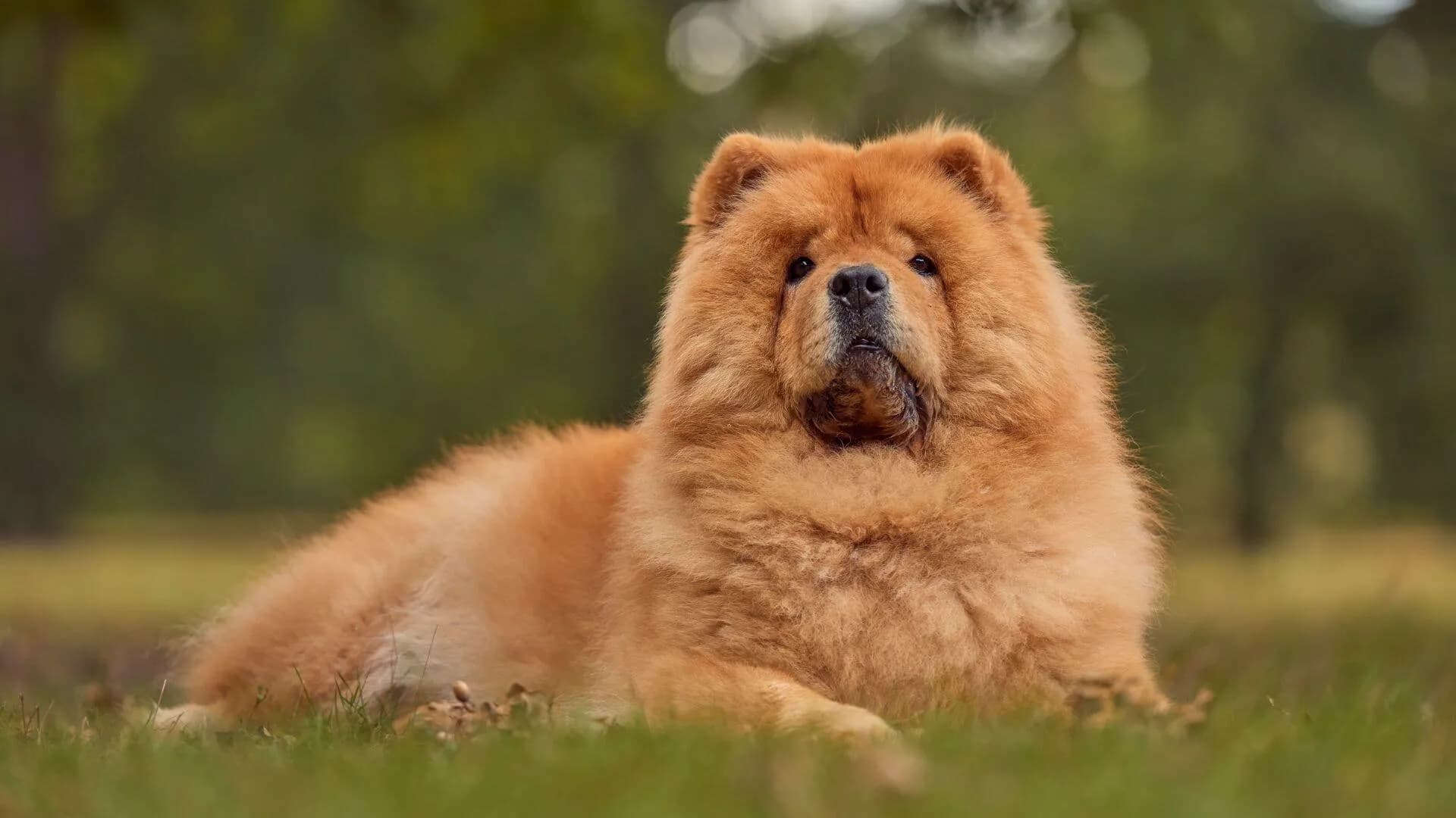 Chow-Chow-Breeding
