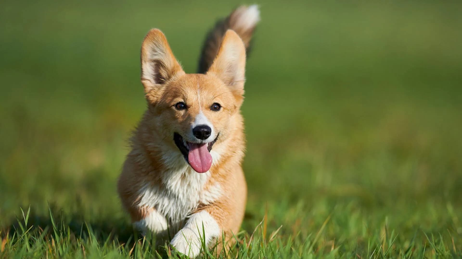 welsh-corgi-breeding