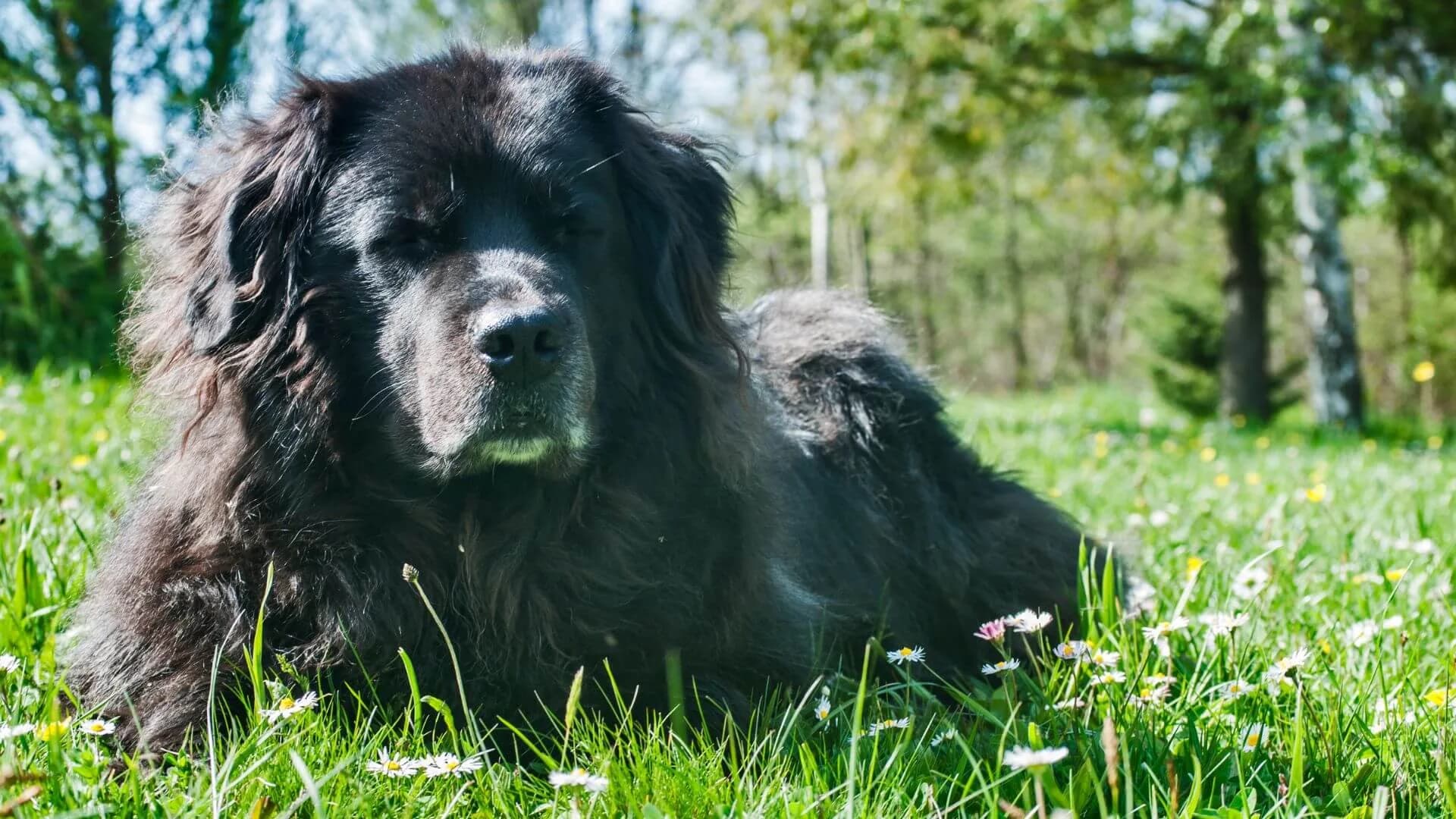newfoundland-breeding