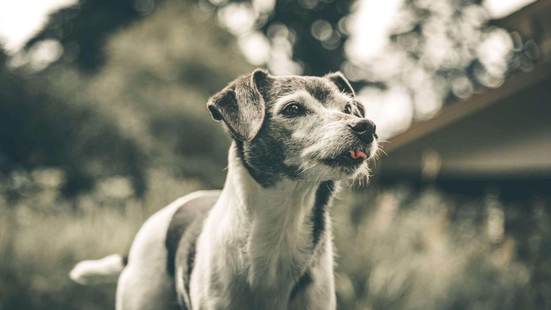 Rat Terrier For Adoption - Loving Rat Terrier For Adoption Dogs Looking for Forever Homes