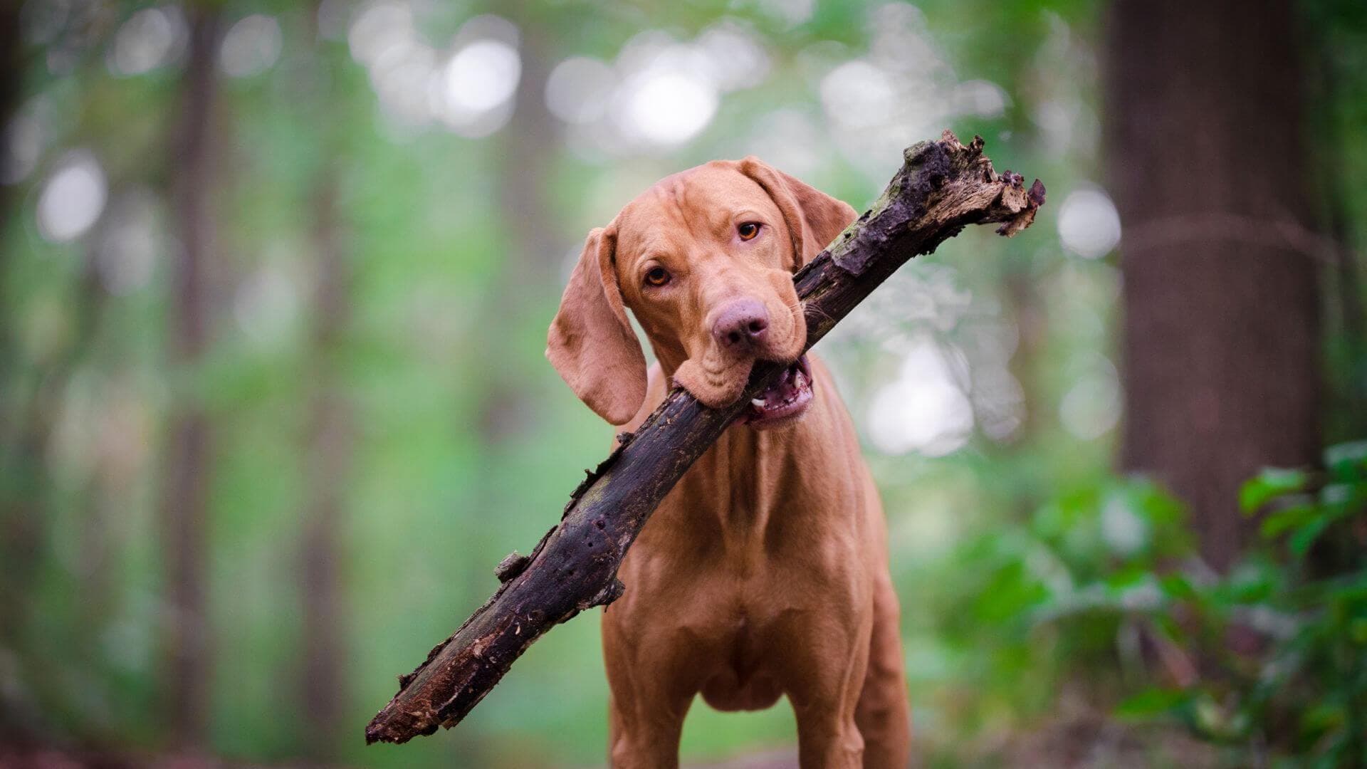 Vizsla For Adoption - Loving Vizsla For Adoption Dogs Looking for Forever Homes