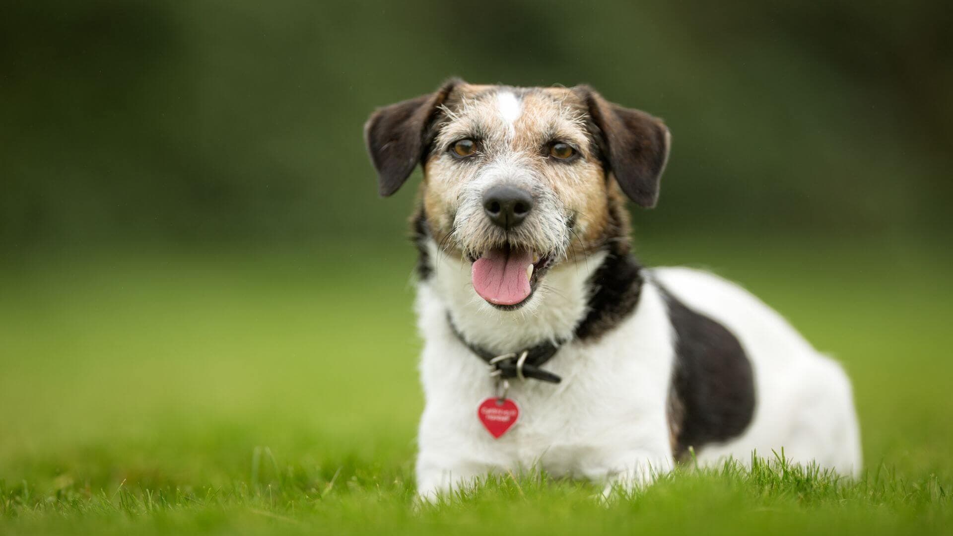 Dog breeding calculator